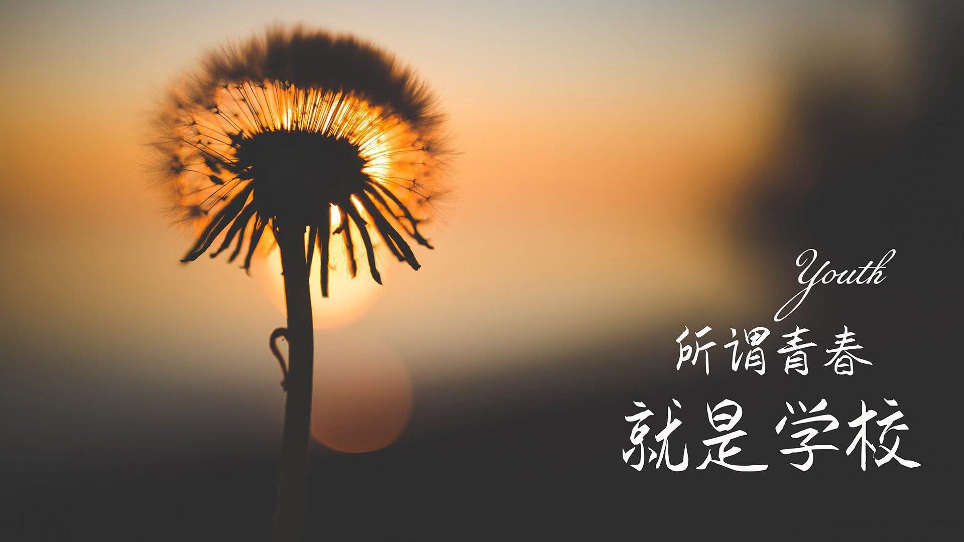 _世界风筝节：运动与艺术的融合体验_，世界风筝锦标赛